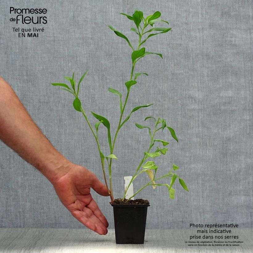 Exemplar von Alstroemeria Majestic Chartrené - Inkalilie Kleine Töpfe von 8/9 cm wie im Frühjahr geliefert