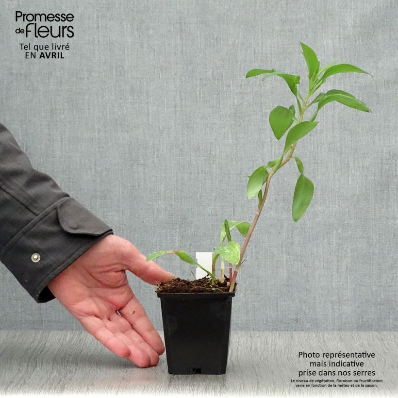 Exemplar von Alstroemeria Majestic Chinon - Inkalilie Kleine Töpfe von 8/9 cm wie im Frühjahr geliefert