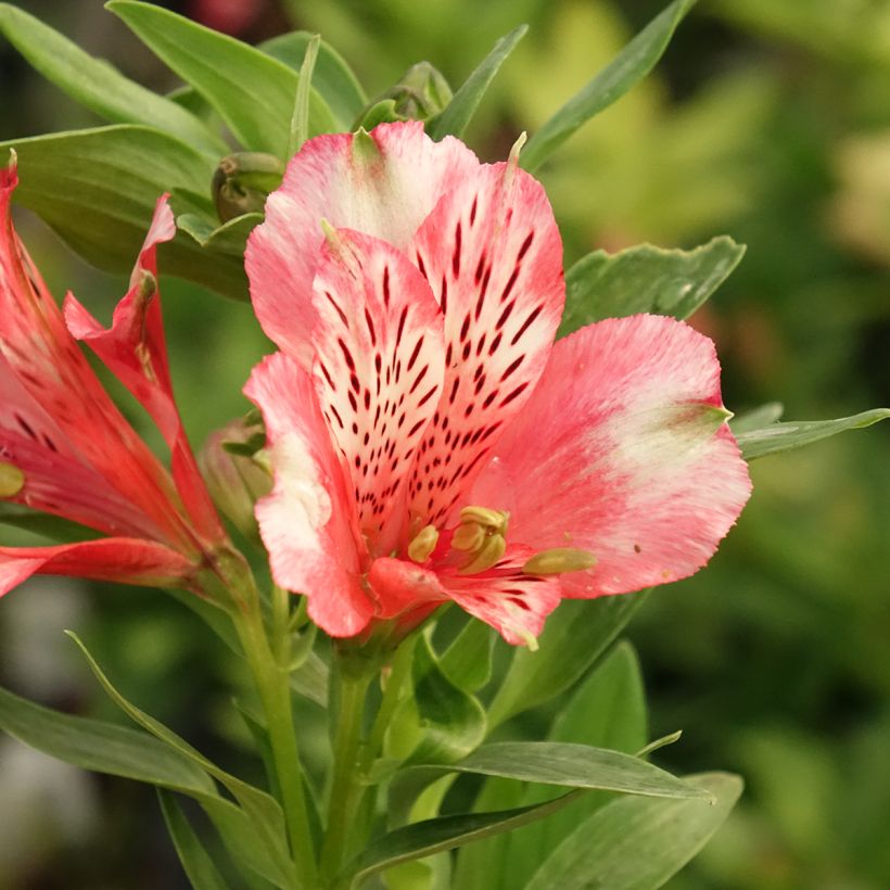 Alstroemeria Pitchounes Chloé - Inkalilie (Blüte)