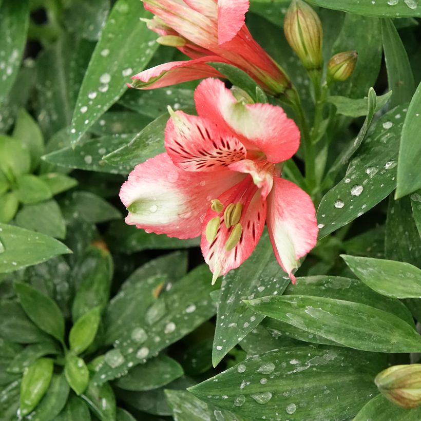 Alstroemeria Pitchounes Chloé - Inkalilie (Blüte)