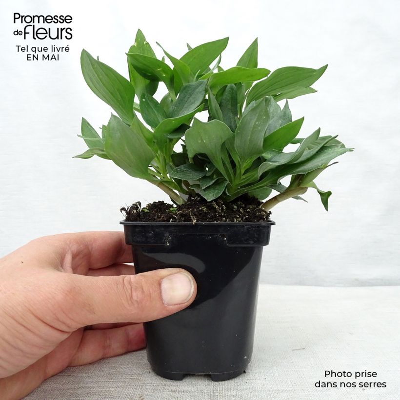 Exemplar von Alstroemeria Pitchounes Gaspard - Inkalilie Kleine Töpfe von 8/9 cm wie im Frühjahr geliefert