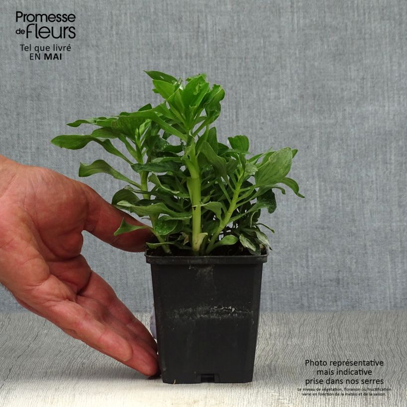 Exemplar von Alstroemeria Pitchounes Stella - Inkalilie Kleine Töpfe von 8/9 cm wie im Frühjahr geliefert