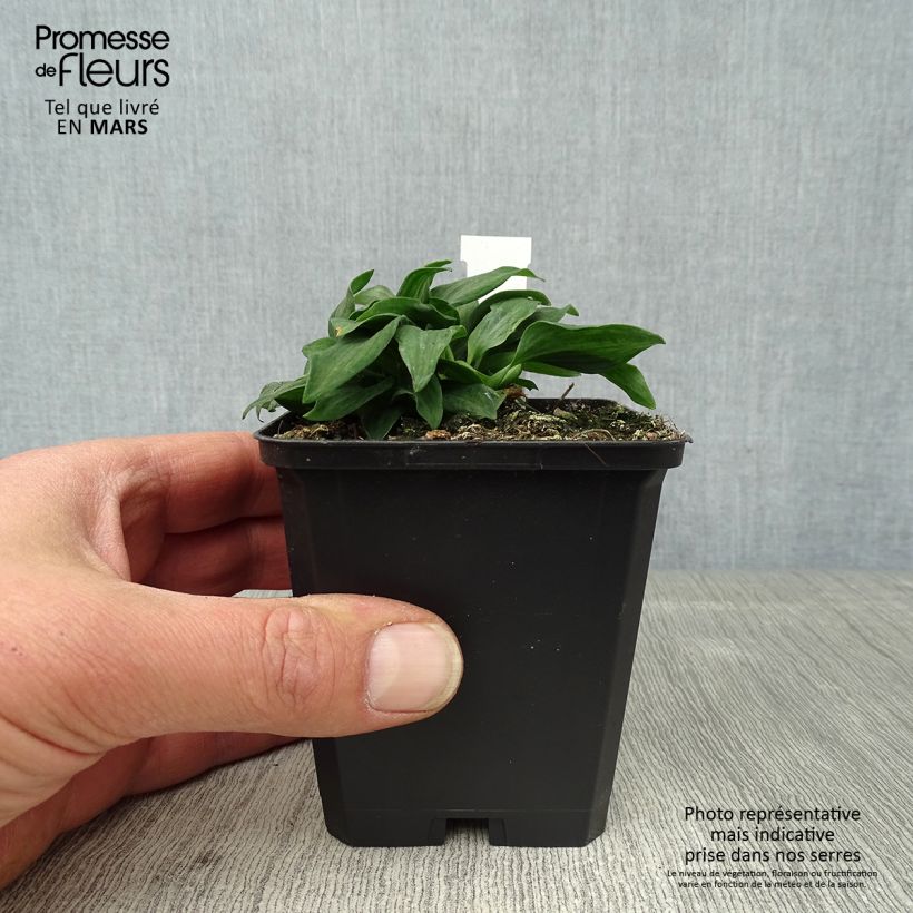 Exemplar von Alstroemeria Pitchounes Timoté - Inkalilie Kleine Töpfe von 8/9 cm wie im Frühjahr geliefert