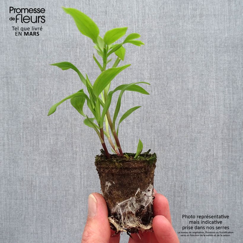 Exemplar von Alstroemeria Summer Paradise Summer Red - Inkalilie Wurzelballen 4 cm x 4,5 cm wie im Frühjahr geliefert