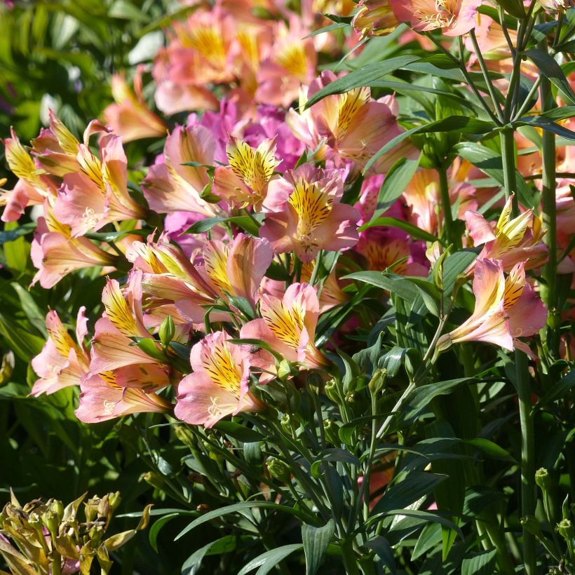 Alstroemeria Garden Summer Relieve - Inkalilie (Blüte)