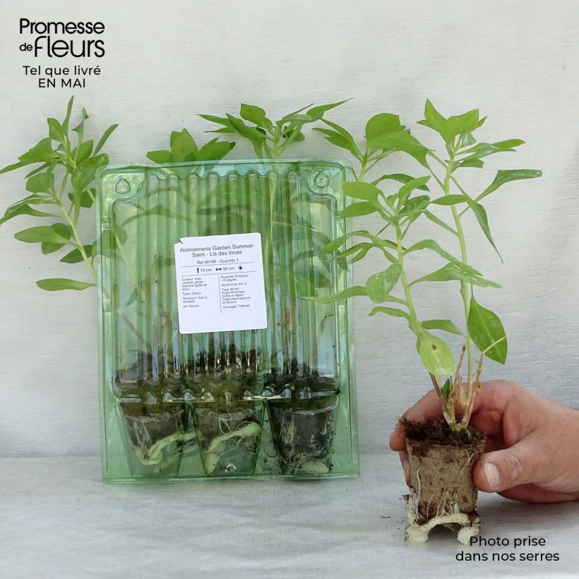 Exemplar von Alstroemeria Garden Summer Saint - Inkalilie Wurzelballen 4 cm x 4,5 cm wie im Frühjahr geliefert
