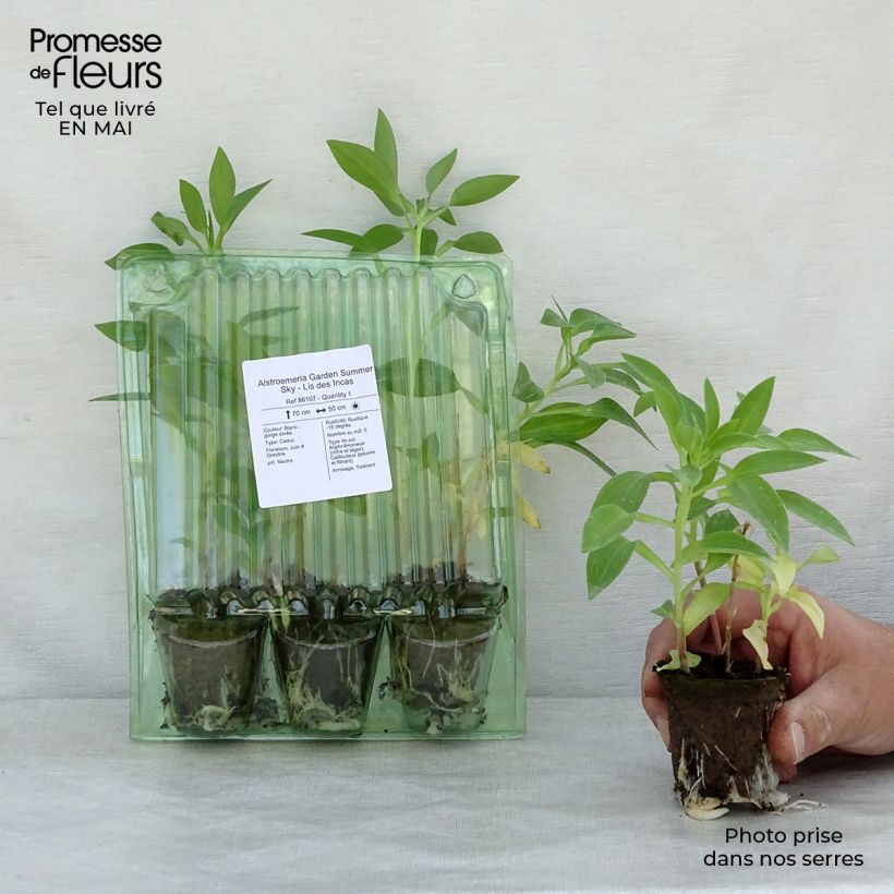 Exemplar von Alstroemeria Garden Summer Sky - Inkalilie Wurzelballen 4 cm x 4,5 cm wie im Frühjahr geliefert