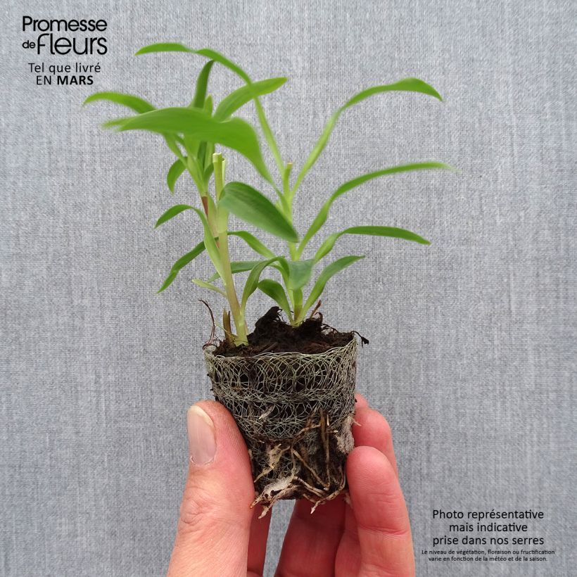 Exemplar von Alstroemeria Garden Summer Snow - Inkalilie Wurzelballen 4 cm x 4,5 cm wie im Frühjahr geliefert