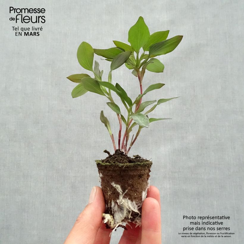 Example of Alstroemeria Indian Summer - Inkalilie Wurzelballen 4 cm x 4,5 cm as you get in printemps