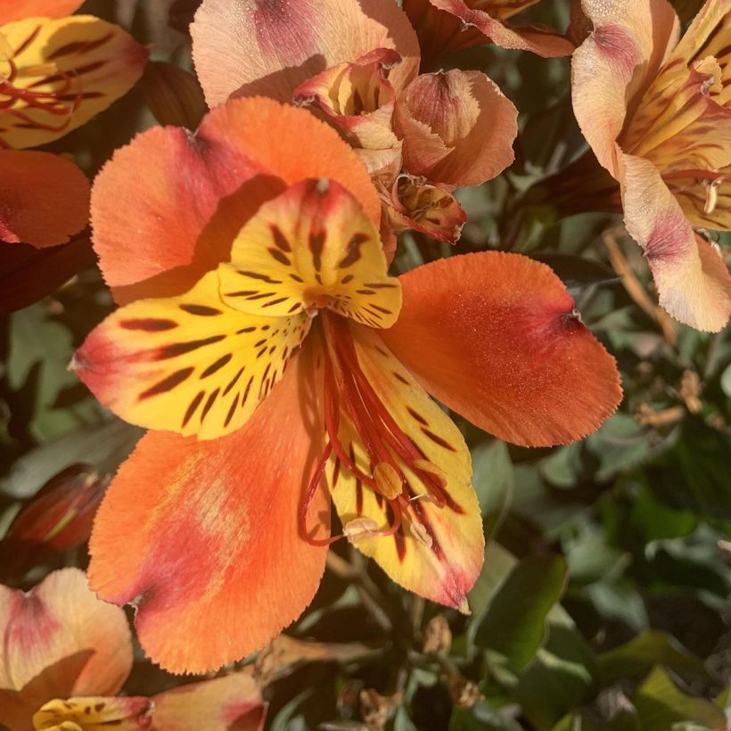 Alstroemeria Indian Summer - Inkalilie (Flowering)
