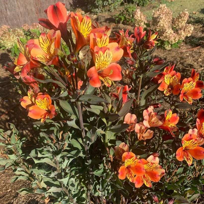 Alstroemeria Indian Summer - Inkalilie (Plant habit)