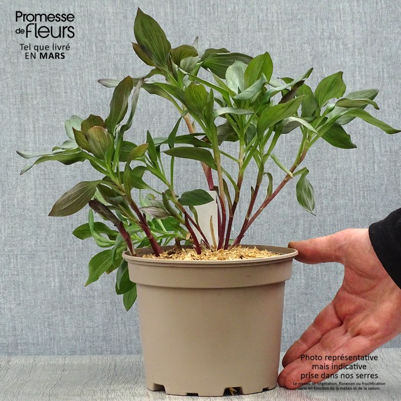 Example of Alstroemeria Indian Summer - Inkalilie Topf mit 2L/3L as you get in printemps