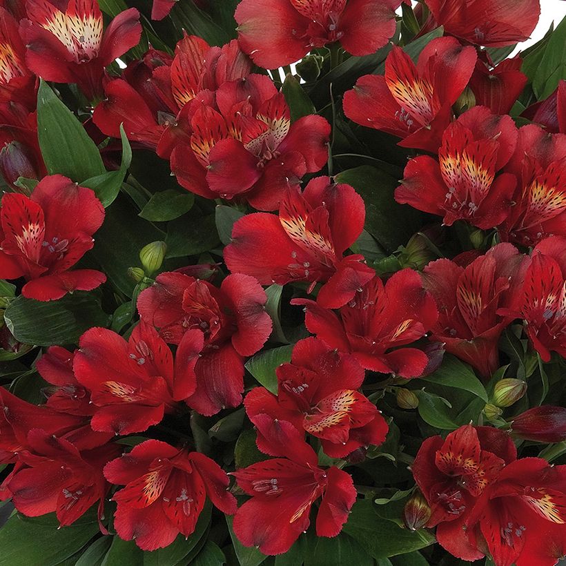 Alstroemeria Inticancha Doba - Inkalilie (Blüte)