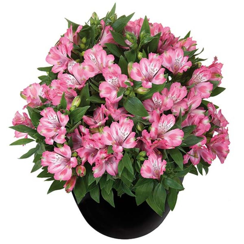 Alstroemeria Inticancha Imala - Inkalilie (Wuchs)