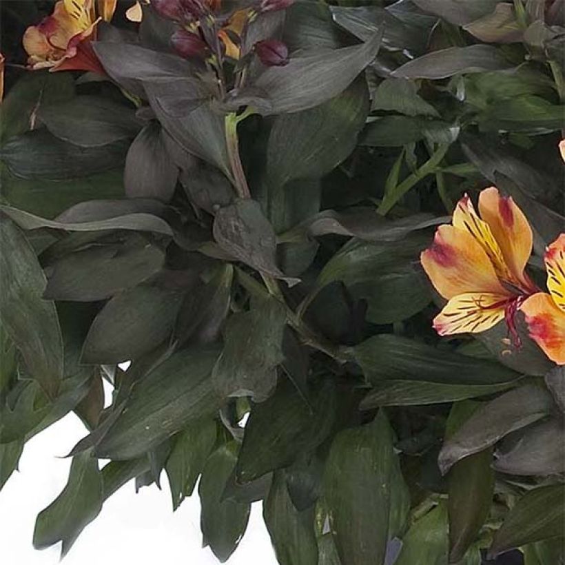 Alstroemeria Indian Summer - Inkalilie (Foliage)