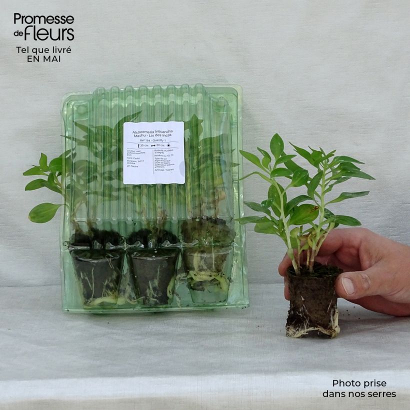 Example of Alstroemeria Inticancha Machu - Inkalilie Wurzelballen 4 cm x 4,5 cm as you get in printemps