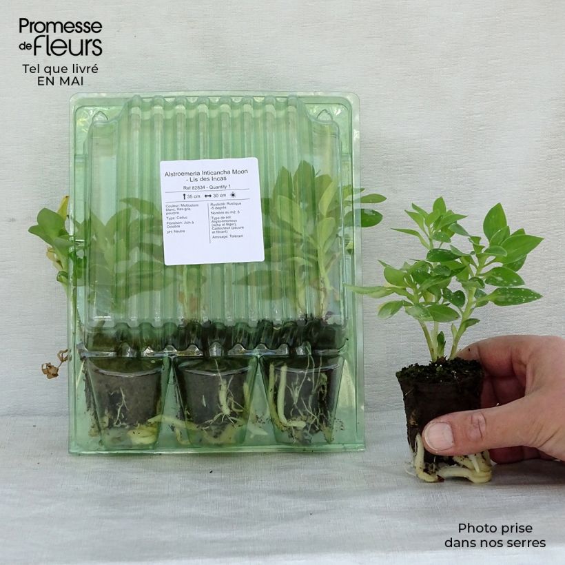 Exemplar von Alstroemeria Inticancha Moon - Inkalilie Wurzelballen 4 cm x 4,5 cm wie im Frühjahr geliefert