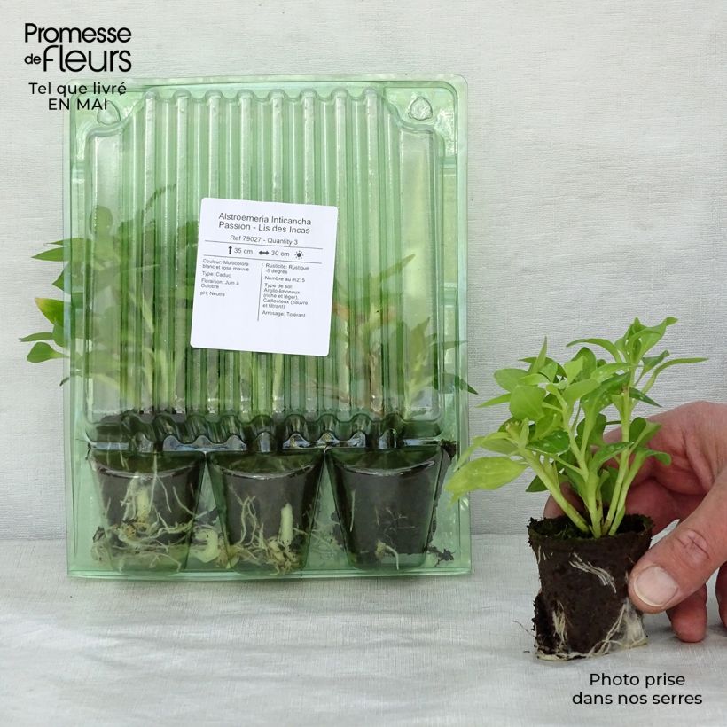 Exemplar von Alstroemeria Inticancha Passion - Inkalilie Wurzelballen 4 cm x 4,5 cm wie im Frühjahr geliefert