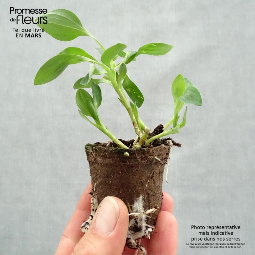 Exemplar von Alstroemeria Inticancha Red ou Valentino - Inkalilie Wurzelballen 4 cm x 4,5 cm wie im Frühjahr geliefert