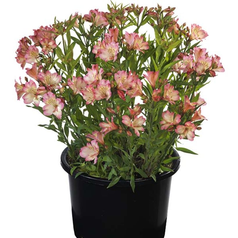 Alstroemeria Summer Paradise Summer Break - Inkalilie (Wuchs)