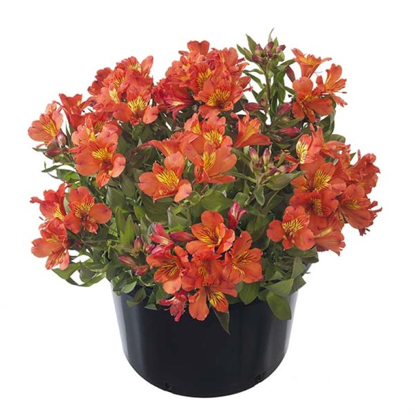Alstroemeria Summer Paradise Summer Holiday - Inkalilie (Wuchs)