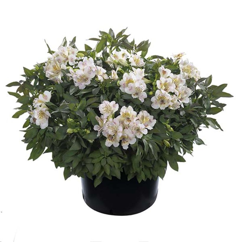 Alstroemeria Summer Paradise Summertime - Inkalilie (Wuchs)