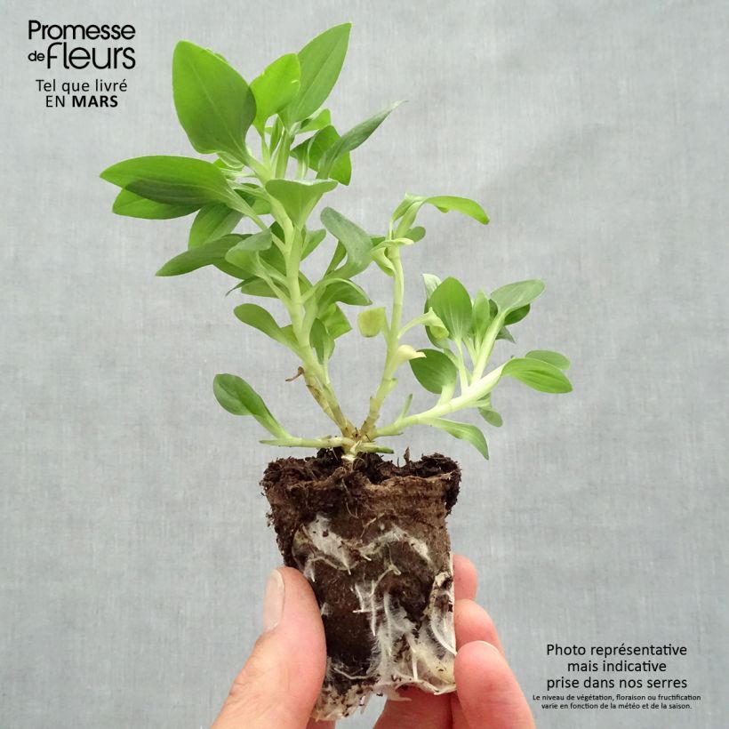 Exemplar von Alstroemeria Inticancha Sun Malaga - Inkalilie Wurzelballen 4 cm x 4,5 cm wie im Frühjahr geliefert