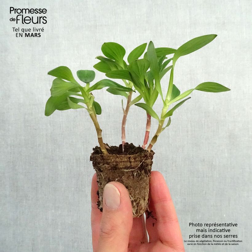 Exemplar von Alstroemeria Inticancha White Pink Blush - Inkalilie Wurzelballen 4 cm x 4,5 cm wie im Frühjahr geliefert