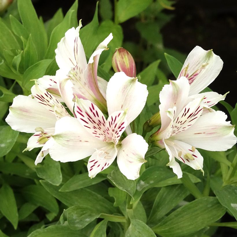 Alstroemeria Majestic Mazé - Inkalilie (Blüte)