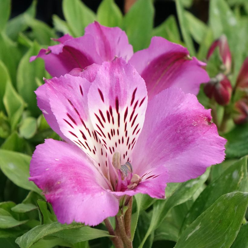 Alstroemeria Pitchounes Lucas - Inkalilie (Blüte)