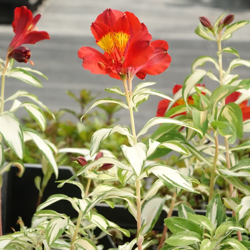 Alstroemeria Rock'n roll - Inkalilie (Wuchs)