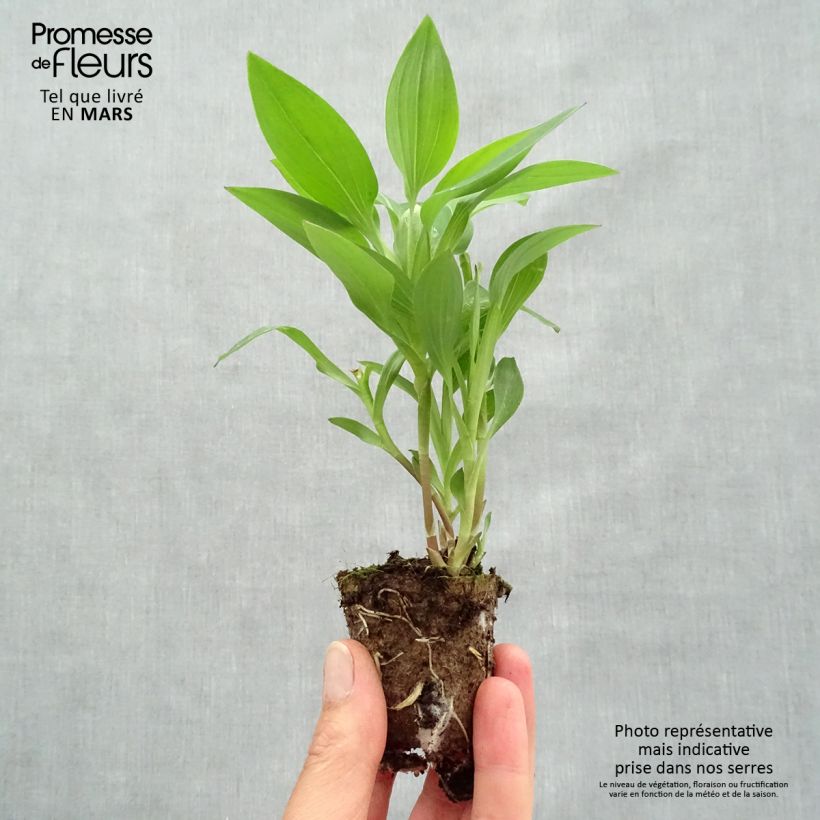 Exemplar von Alstroemeria Summer Paradise Summer Break - Inkalilie Wurzelballen 4 cm x 4,5 cm wie im Frühjahr geliefert