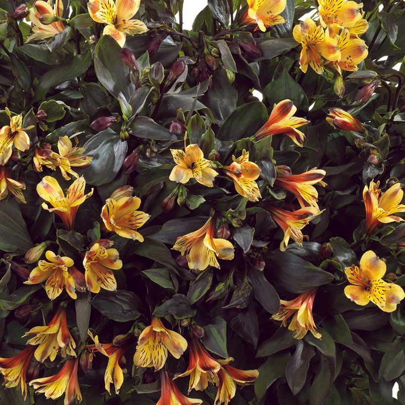 Alstroemeria Summer Breeze - Inkalilie (Flowering)