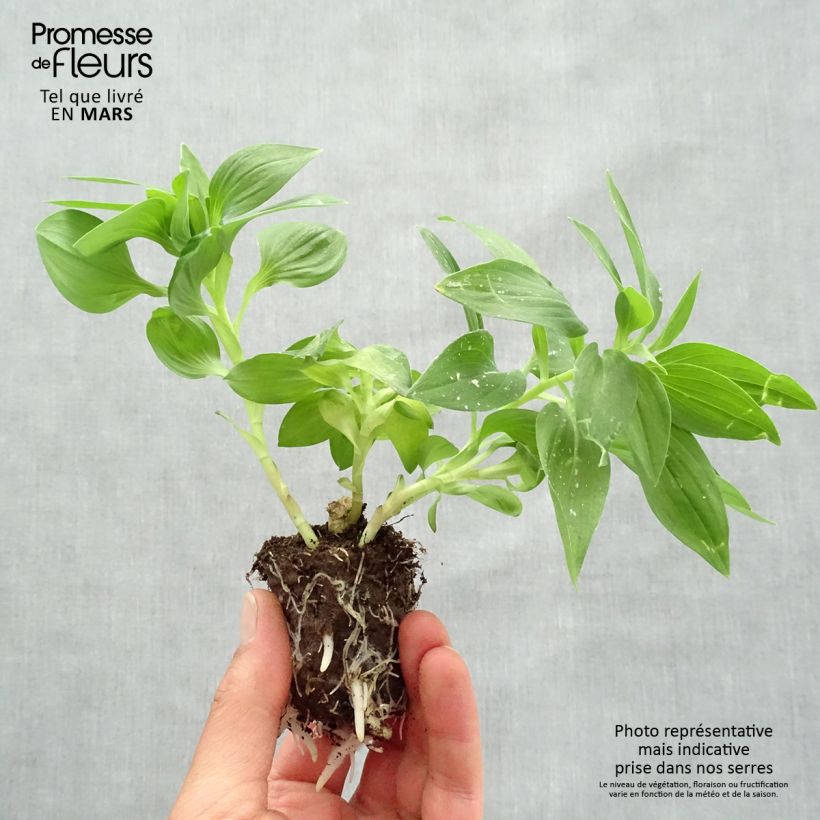 Exemplar von Alstroemeria Summer Paradise Summertime - Inkalilie Wurzelballen 4 cm x 4,5 cm wie im Frühjahr geliefert