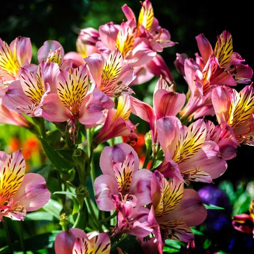 Alstroemeria Ligtu Hybrid - Inkalilie (Wuchs)
