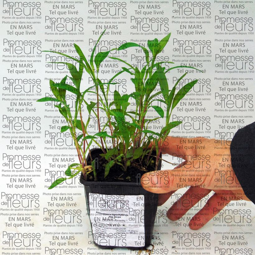 Beispiel eines Exemplars von Alstroemeria Ligtu Hybrid - Inkalilie Kleine Töpfe von 8/9 cm wie geliefert