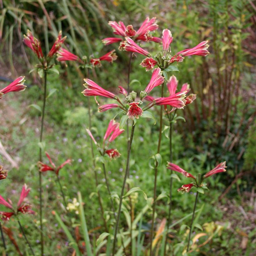Alstroemeria psittacina - Inkalilie (Wuchs)