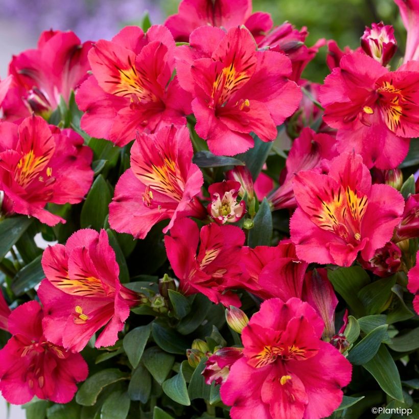 Alstroemeria Incalys Cherry - Inkalilie (Blüte)