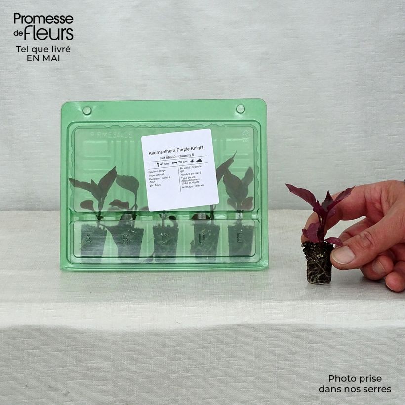 Exemplar von Alternanthera Purple Knight - Papageienblatt Mini-Plug Ø 3/4 cm wie im Frühjahr geliefert