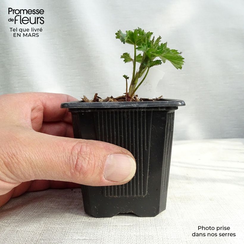 Example of Althaea cannabina - Hanf-Stockmalve Kleine Töpfe von 8/9 cm as you get in printemps