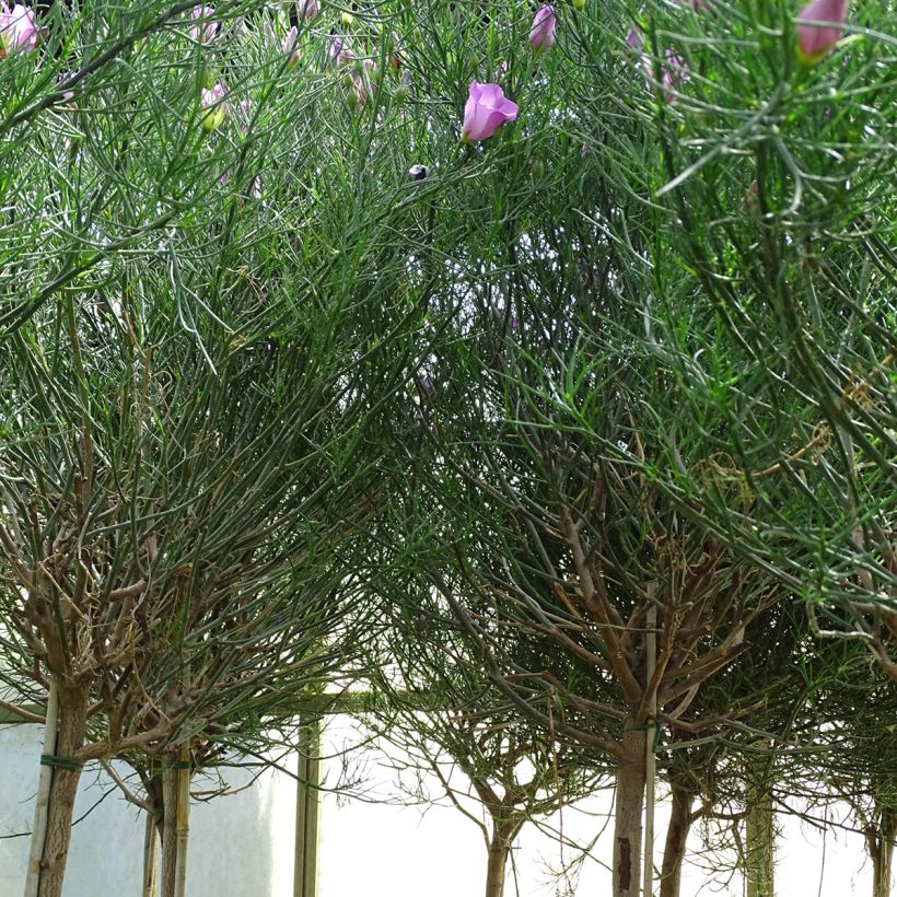 Alyogyne hakeifolia Melissa Anne - Australischer Hibiskus (Wuchs)