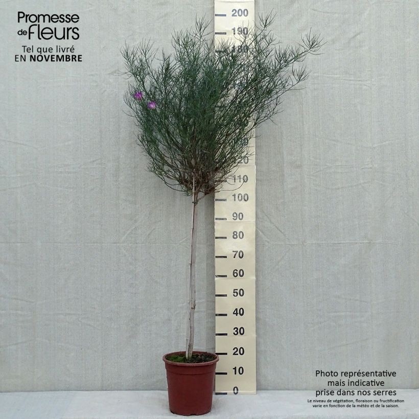 Exemplar von Alyogyne hakeifolia Melissa Anne - Australischer Hibiskus Topf mit 7,5L/10L wie im Herbst geliefert