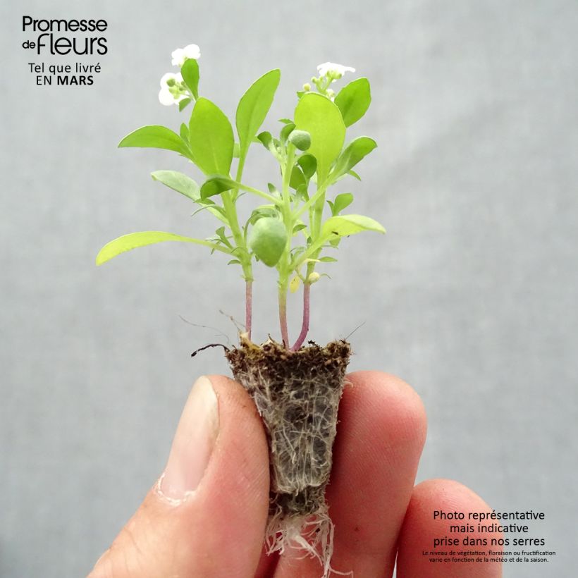 Exemplar von Strand-Silberkraut Snow Crystals - Lobularia Mini-Plug: Plug 2,2 cm x 2 cm in Anzuchtplatte à 35 Stück wie im Frühjahr geliefert