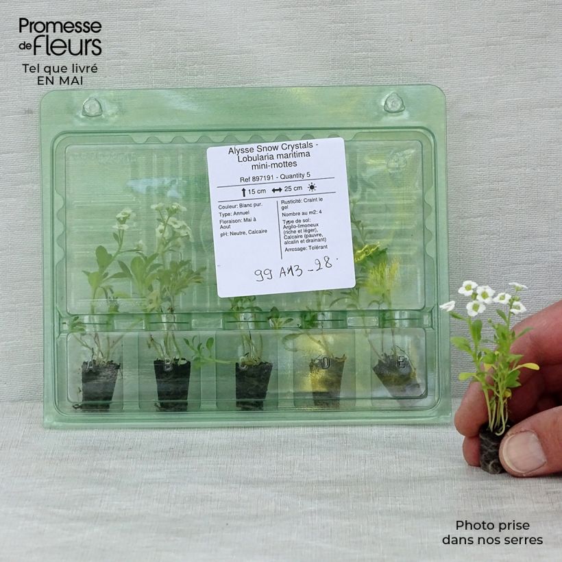 Exemplar von Strand-Silberkraut Snow Crystals - Lobularia Mini-Plug Ø 1,5/2,5 cm wie im Frühjahr geliefert
