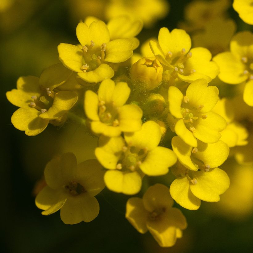 Alyssum saxatilis Compactum - Felsen-Steinkresse (Flowering)