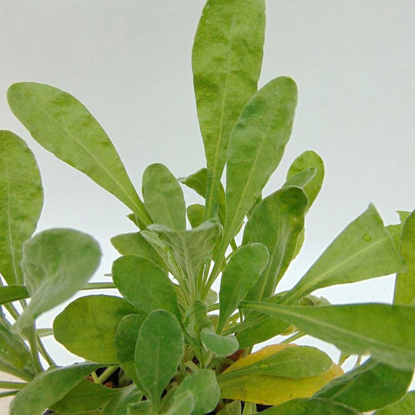 Alyssum saxatilis Goldkugel - Felsen-Steinkresse (Foliage)