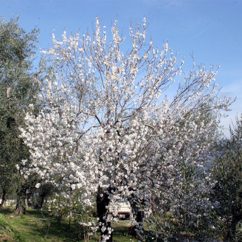 Mandelbaum Ferraduel - Prunus dulcis (Wuchs)