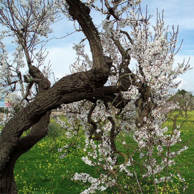 Mandelbaum Ferragnes - Prunus dulcis (Wuchs)