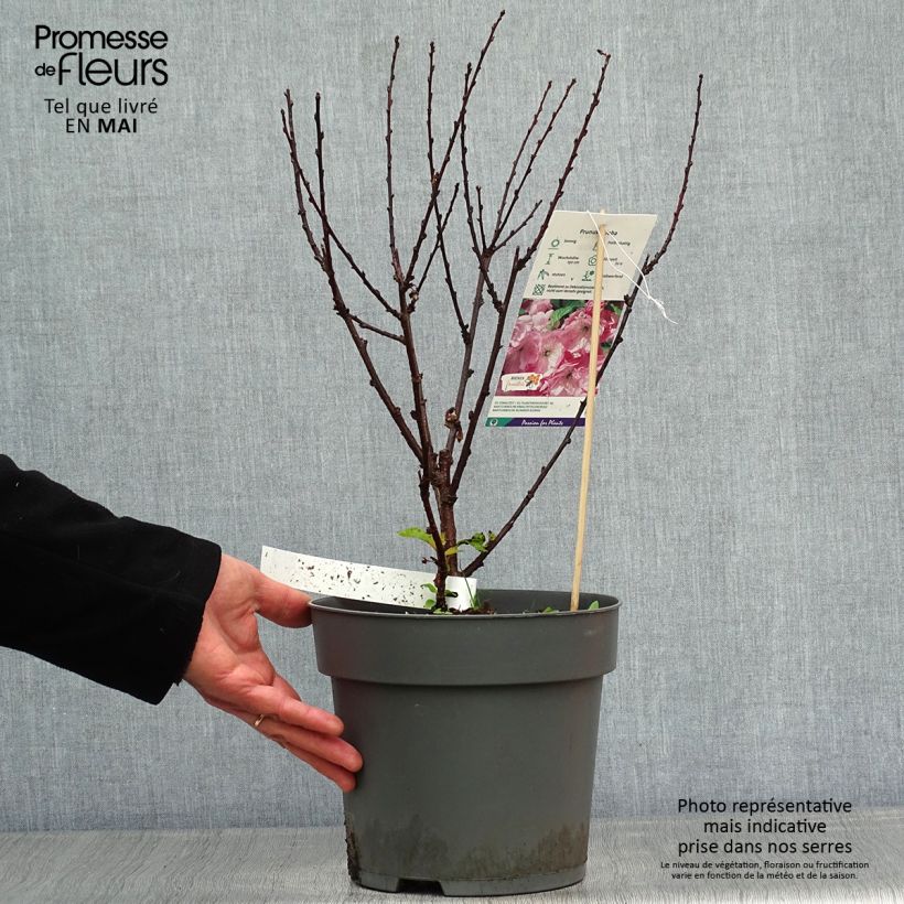 Example of Mandelbäumchen - Prunus triloba Topf mit 4L/5L as you get in printemps