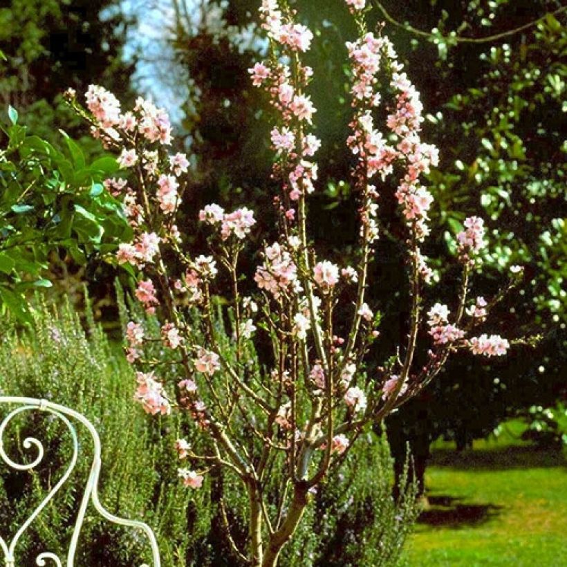 Mandelbaum Fruit me Almond me - Prunus dulcis (Plant habit)